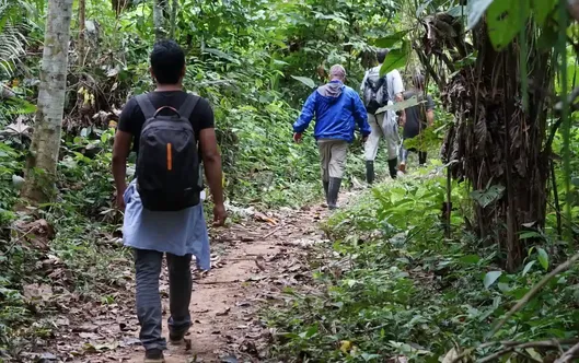 Men walking in the jungle